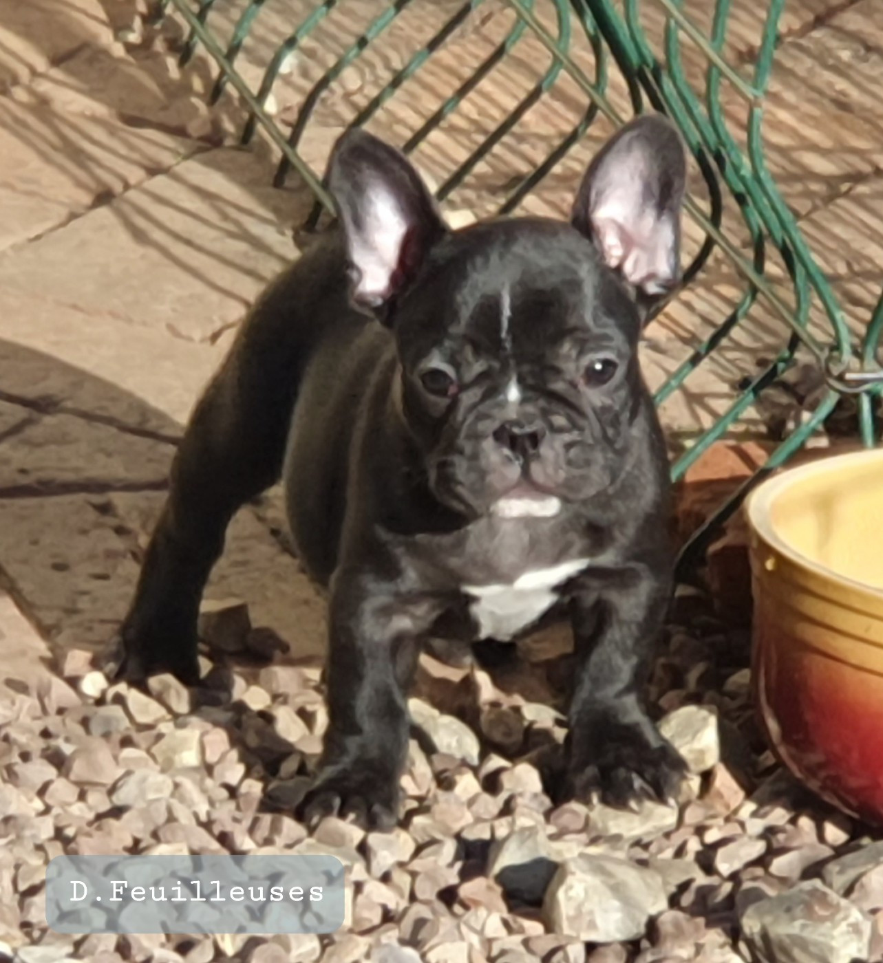 des Feuilleuses - Chiots disponibles - Bouledogue français