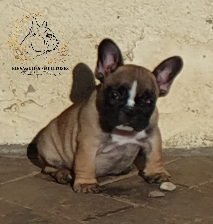 des Feuilleuses - Chiots disponibles - Bouledogue français