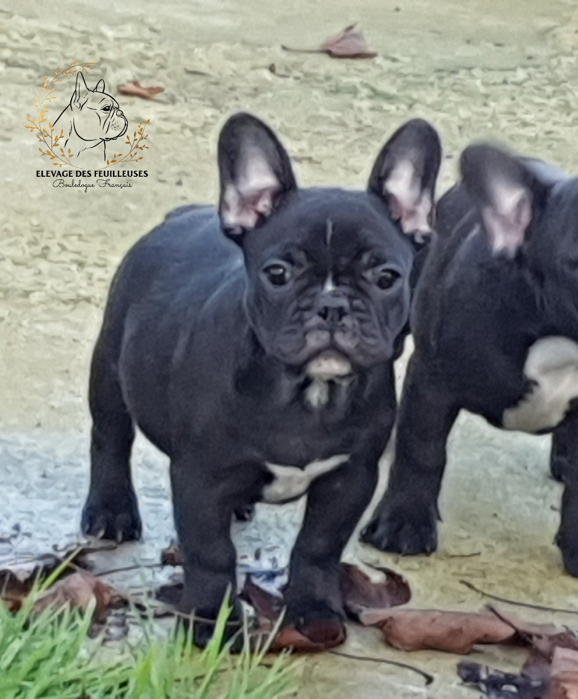 des Feuilleuses - Chiots disponibles - Bouledogue français