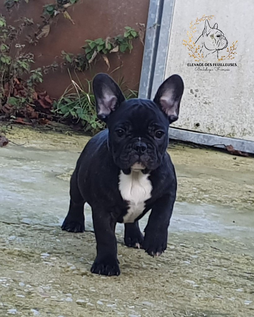 des Feuilleuses - Chiots disponibles - Bouledogue français
