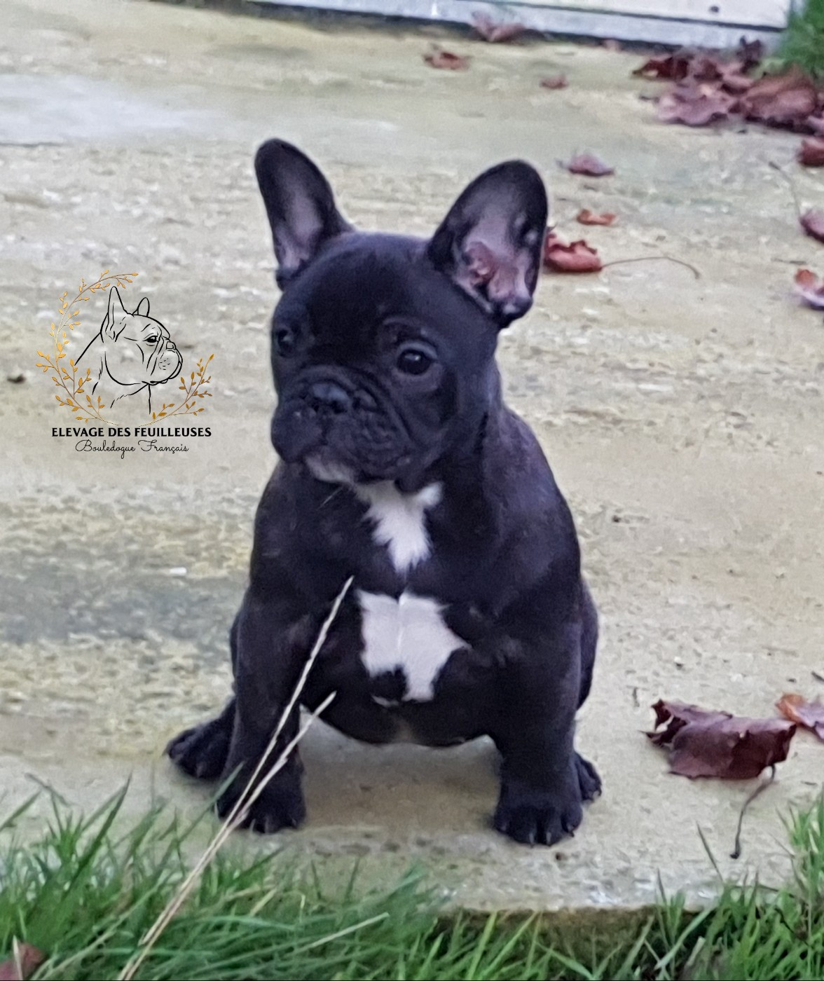 des Feuilleuses - Chiots disponibles - Bouledogue français