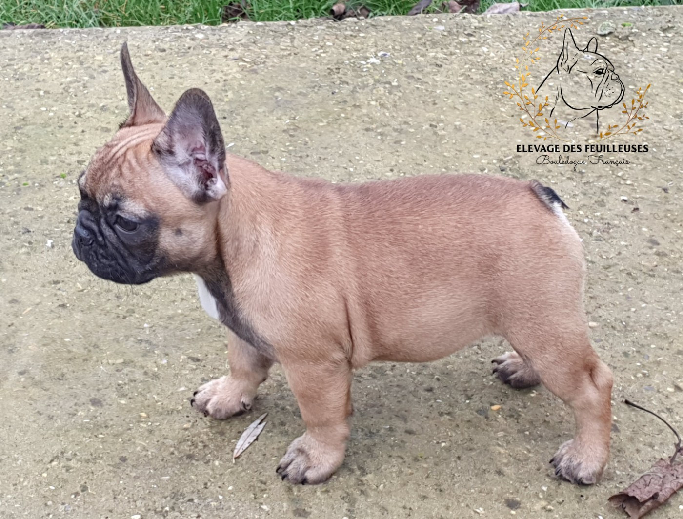 des Feuilleuses - Chiots disponibles - Bouledogue français