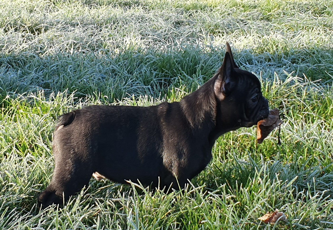 des Feuilleuses - Chiots disponibles - Bouledogue français