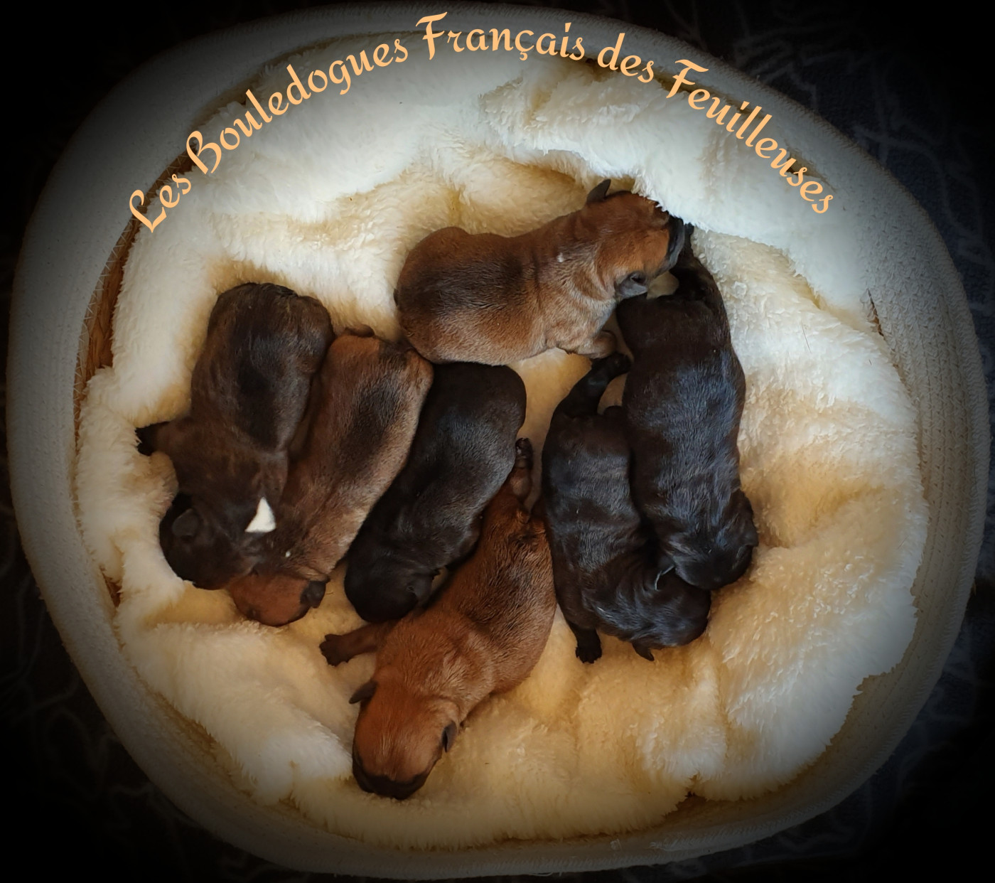 des Feuilleuses - Bouledogue français - Portée née le 03/07/2026