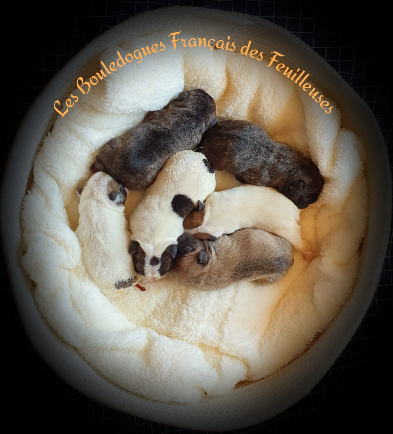 Chiot Bouledogue français des Feuilleuses