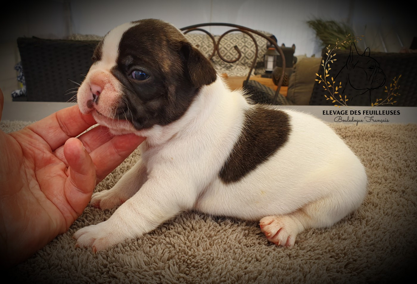 des Feuilleuses - Chiots disponibles - Bouledogue français