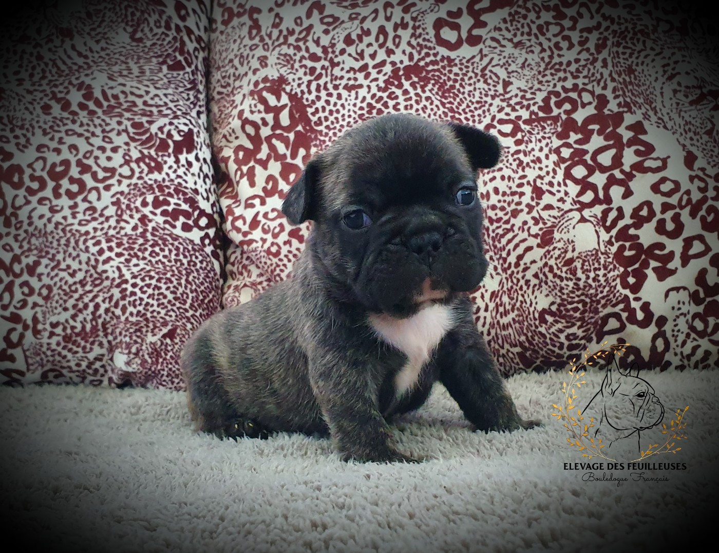 des Feuilleuses - Chiots disponibles - Bouledogue français