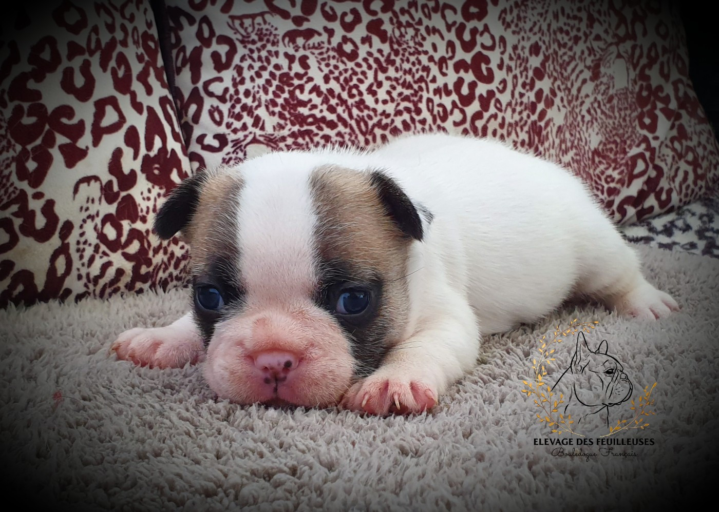 des Feuilleuses - Chiots disponibles - Bouledogue français