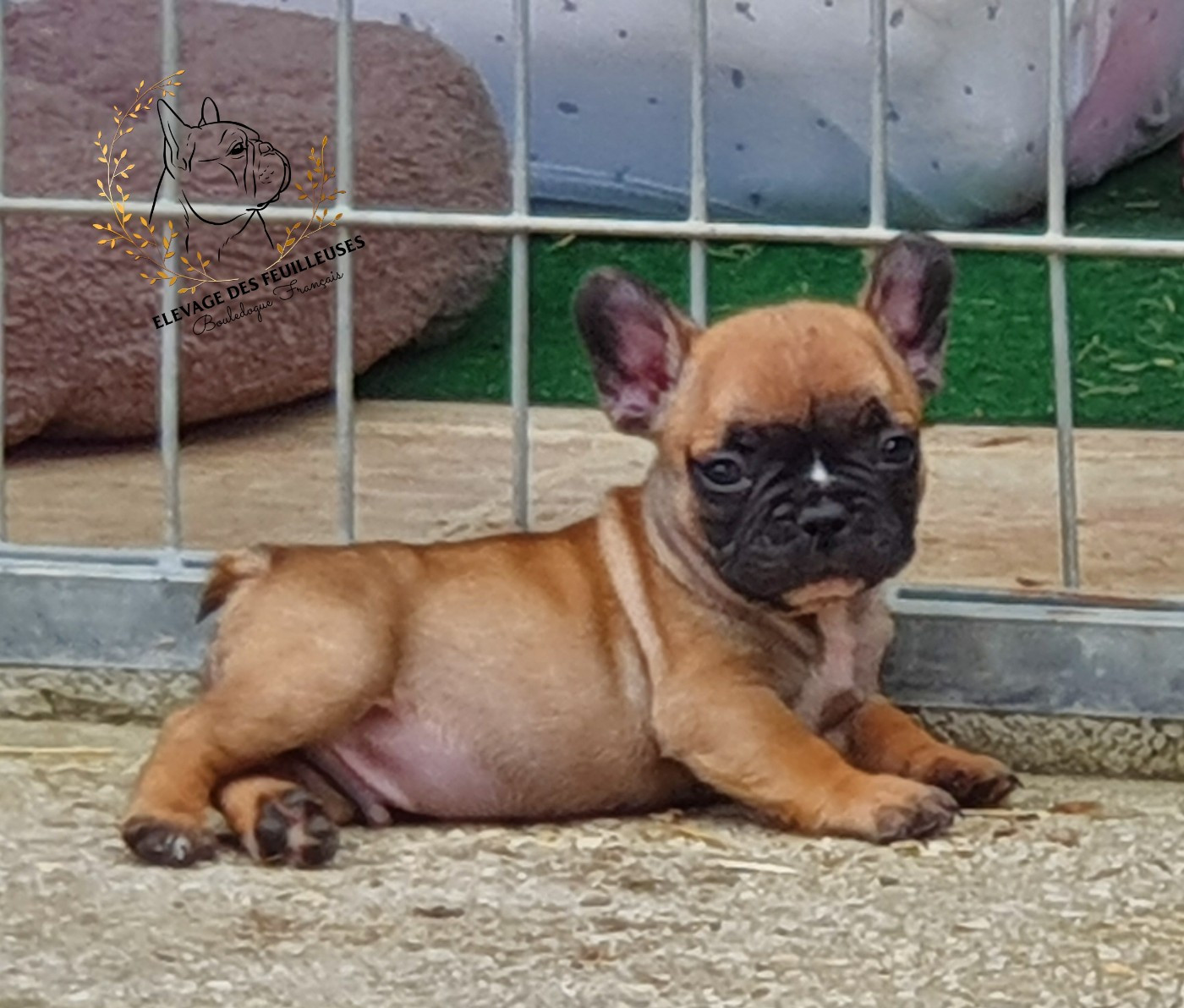 des Feuilleuses - Chiots disponibles - Bouledogue français