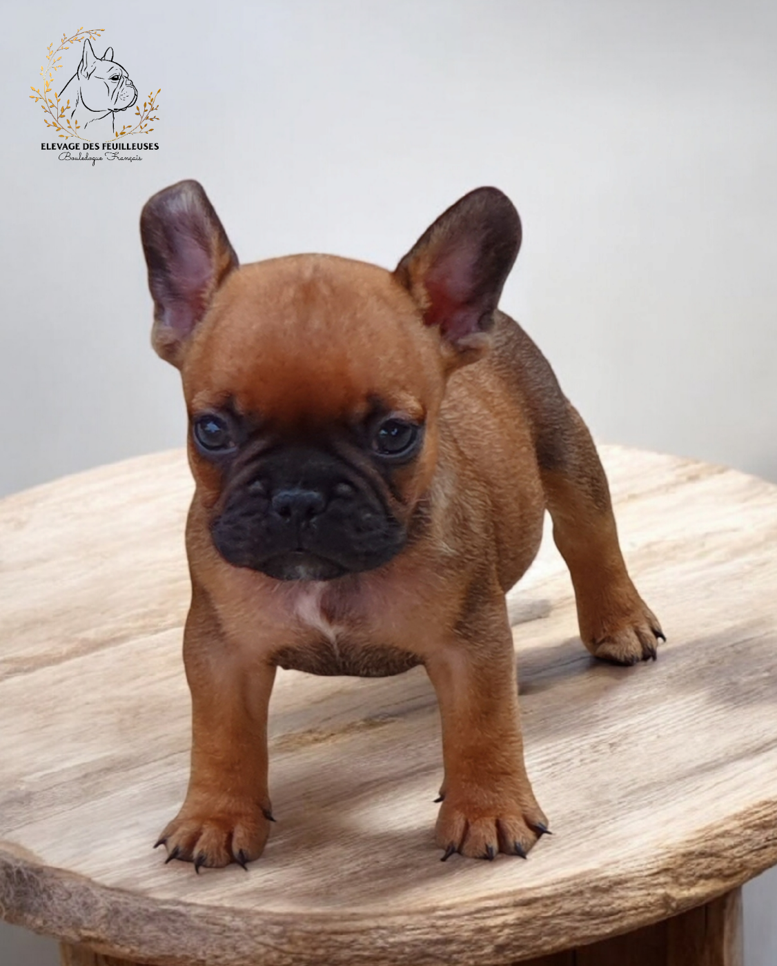 des Feuilleuses - Chiots disponibles - Bouledogue français
