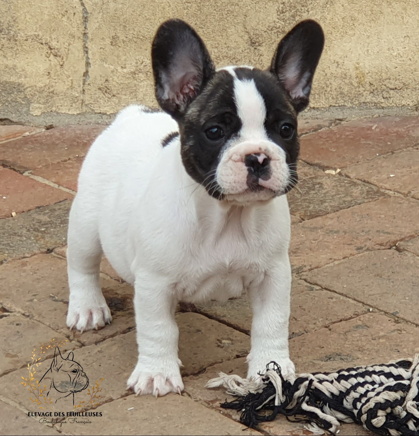des Feuilleuses - Chiots disponibles - Bouledogue français