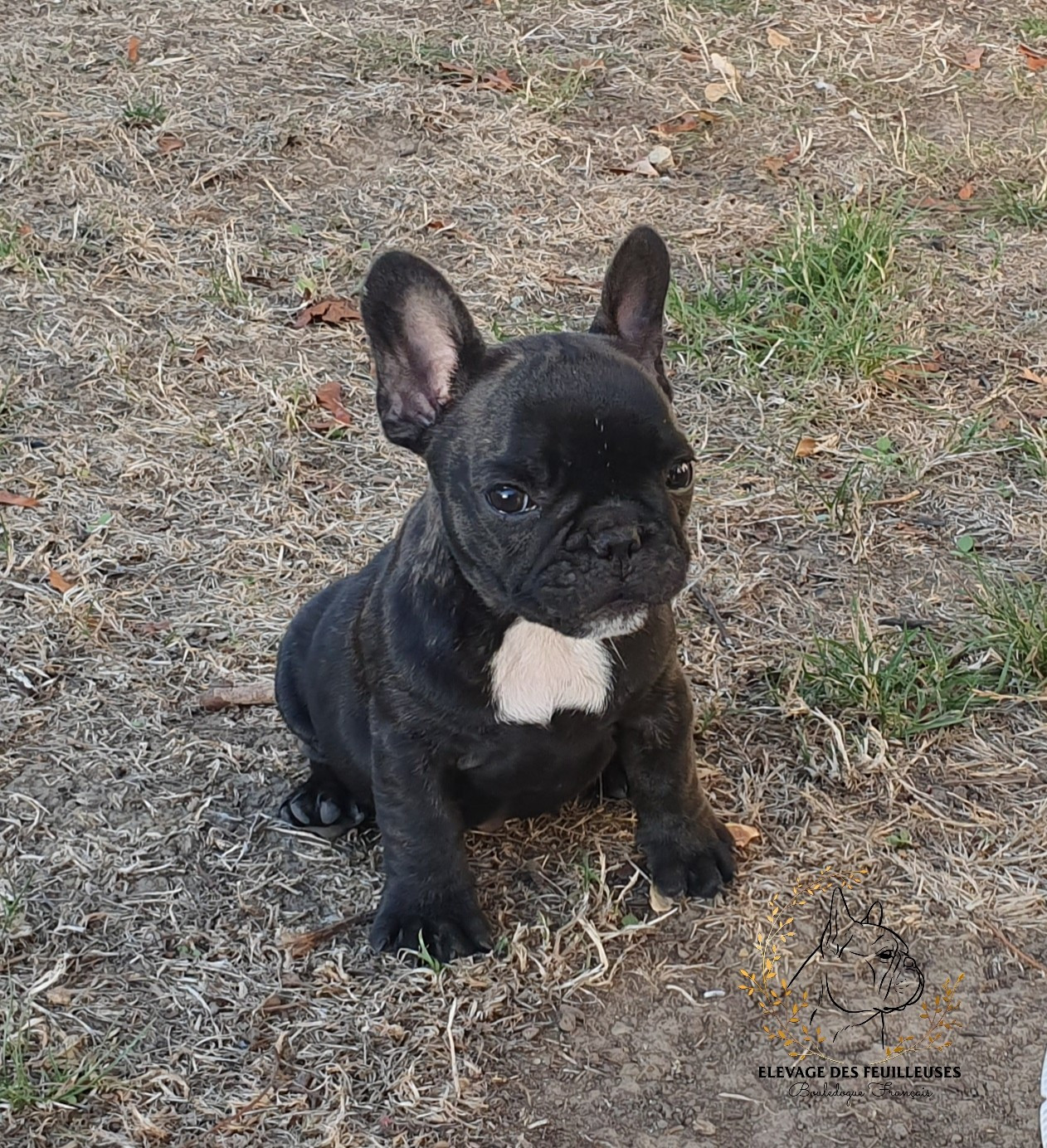 des Feuilleuses - Chiots disponibles - Bouledogue français