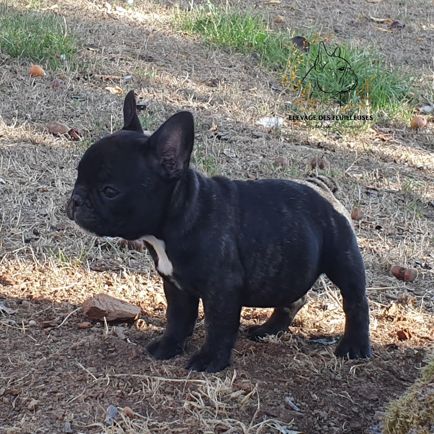des Feuilleuses - Chiots disponibles - Bouledogue français