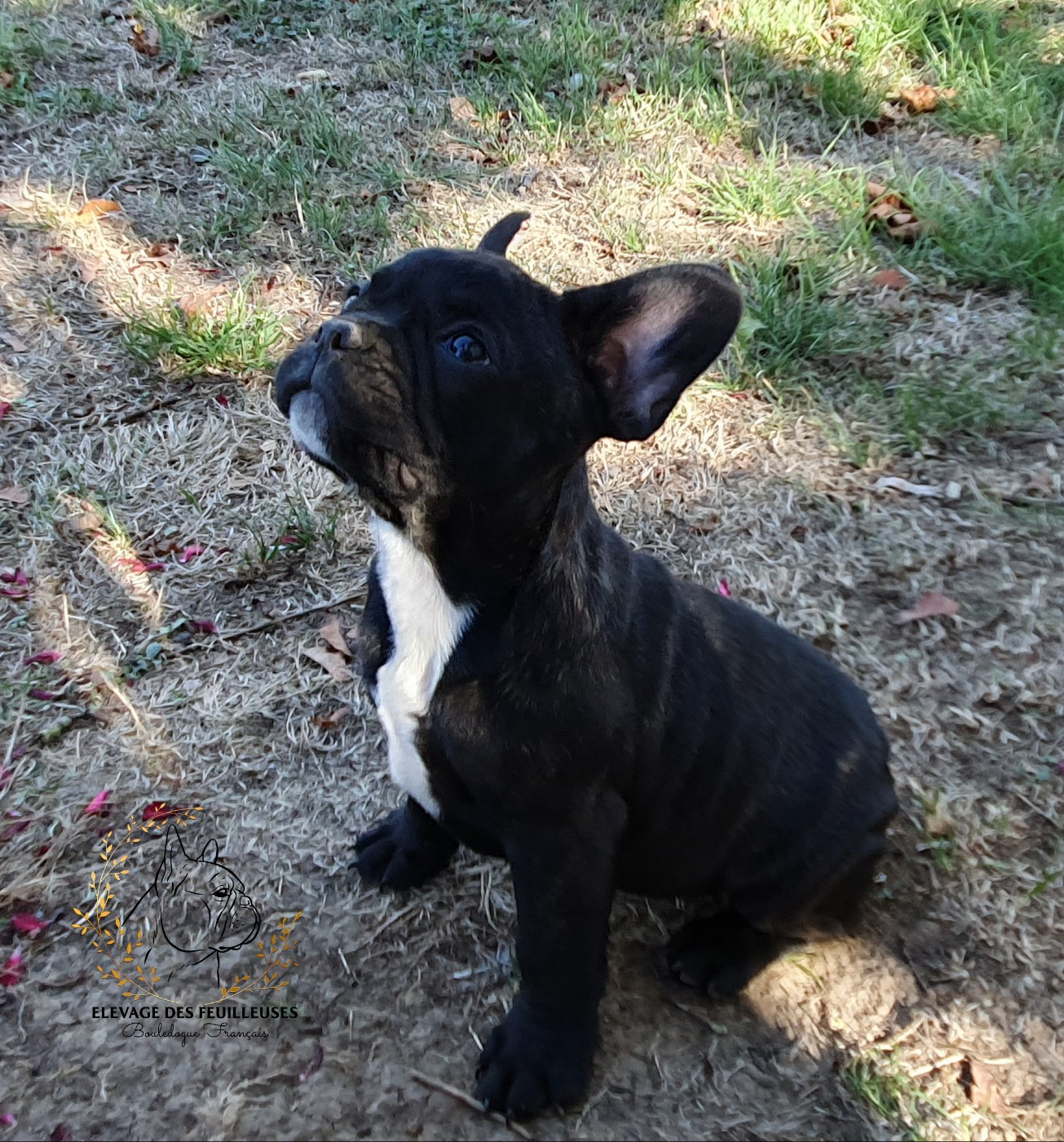 des Feuilleuses - Chiots disponibles - Bouledogue français