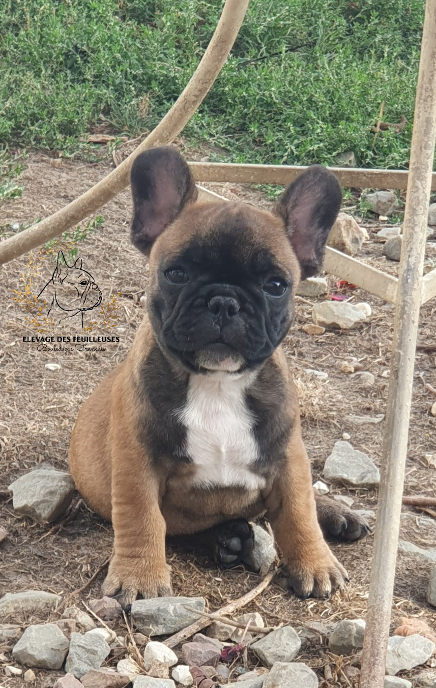 des Feuilleuses - Chiots disponibles - Bouledogue français