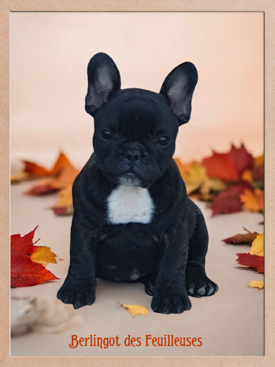 des Feuilleuses - Chiots disponibles - Bouledogue français