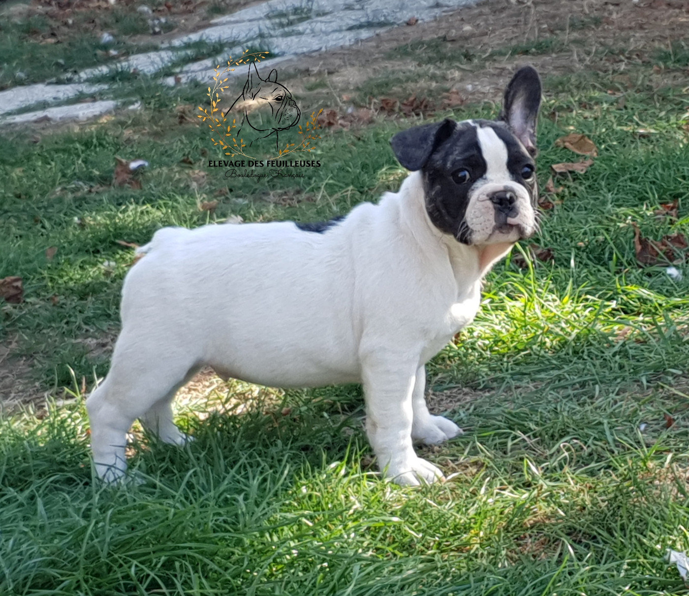 des Feuilleuses - Chiots disponibles - Bouledogue français