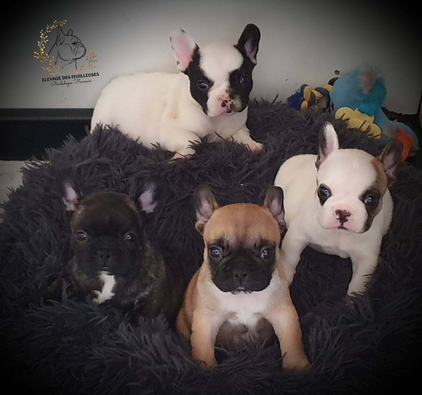 des Feuilleuses - Chiots disponibles - Bouledogue français