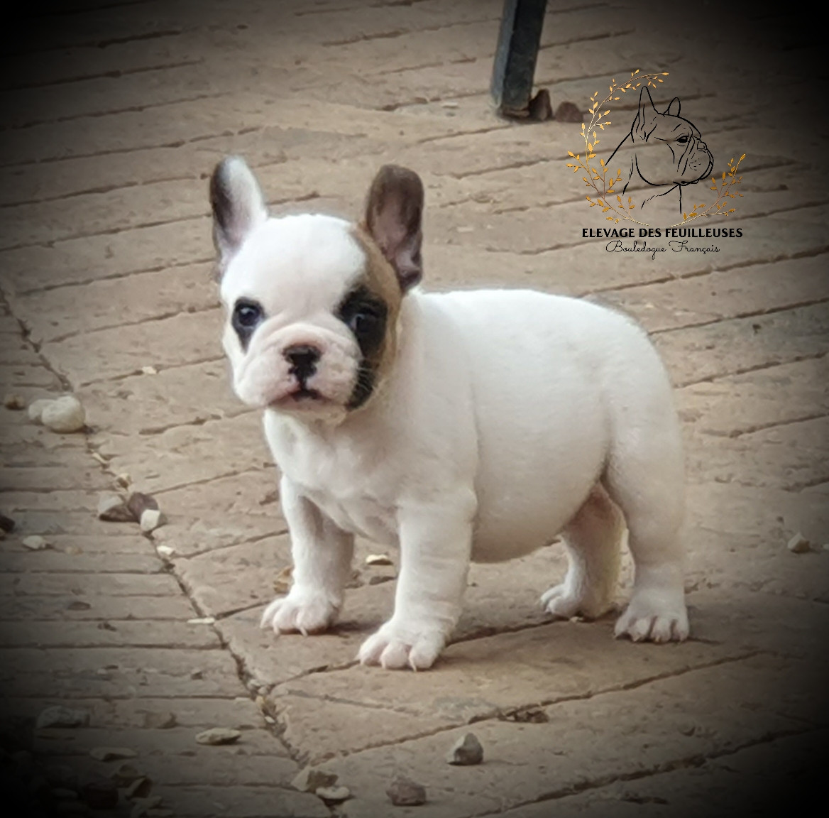des Feuilleuses - Chiots disponibles - Bouledogue français