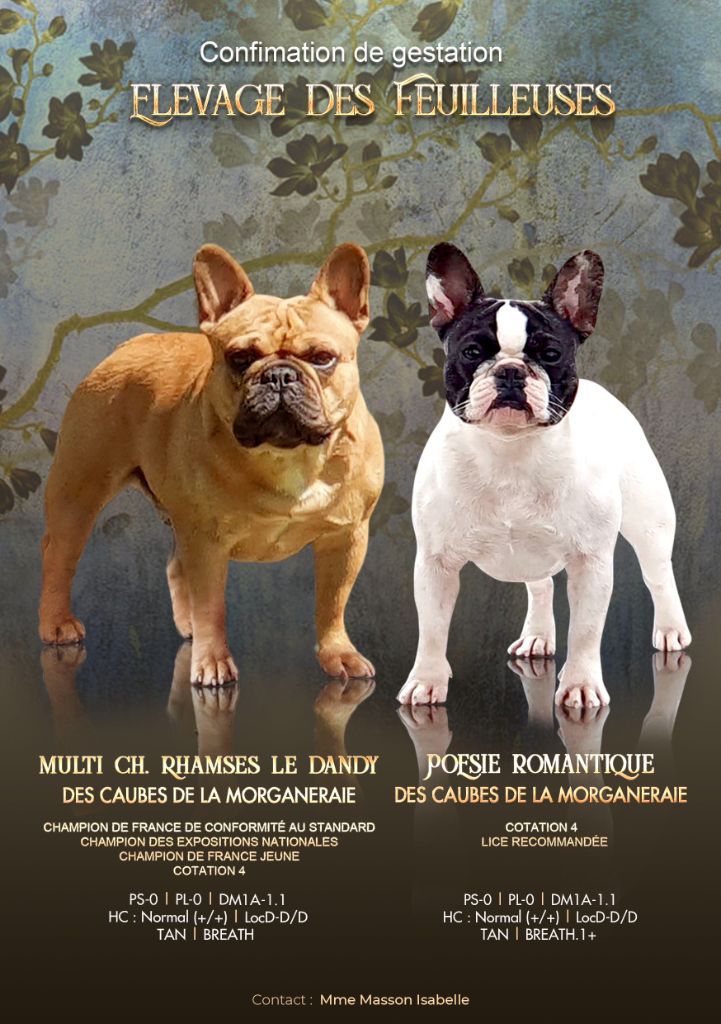 Chiot Bouledogue français des Feuilleuses