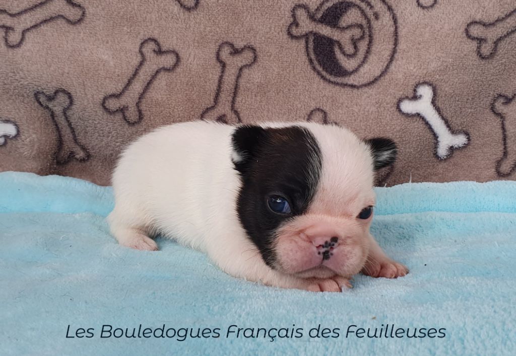 des Feuilleuses - Chiots disponibles - Bouledogue français