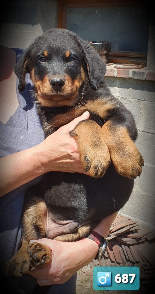 des Feuilleuses - Chiots disponibles - Berger de Beauce
