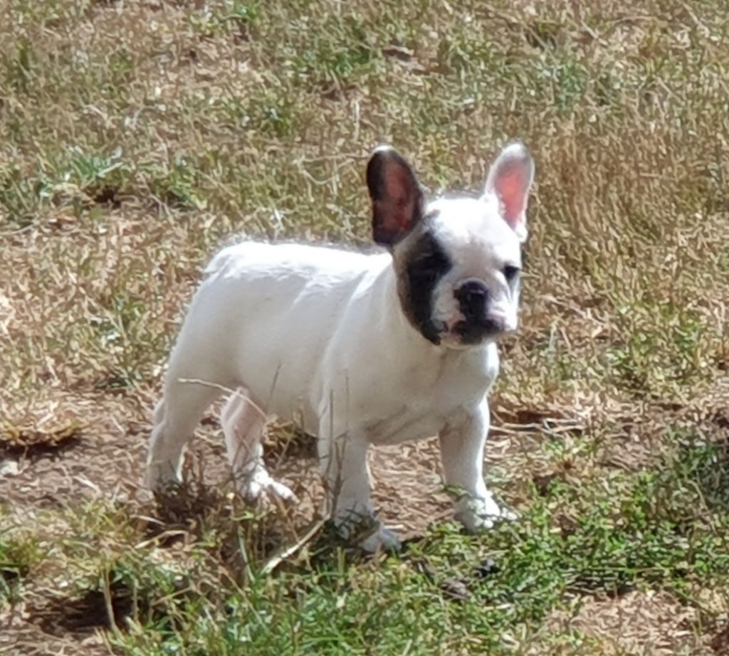 des Feuilleuses - Chiots disponibles - Bouledogue français
