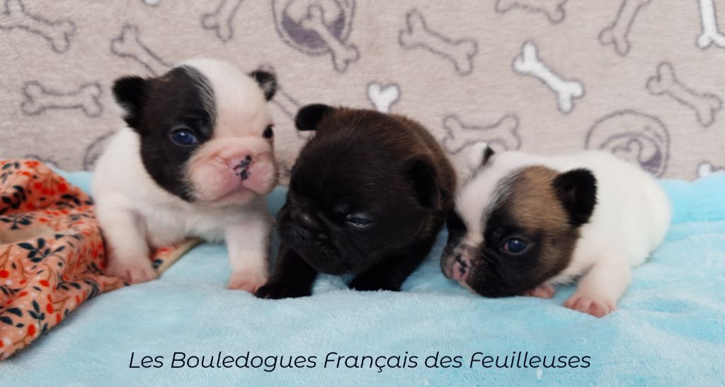 des Feuilleuses - Bouledogue français - Portée née le 18/05/2025