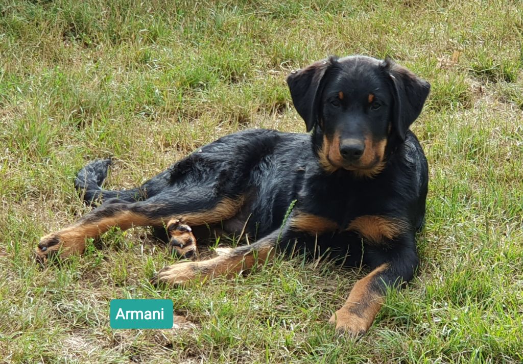 des Feuilleuses - Chiots disponibles - Berger de Beauce
