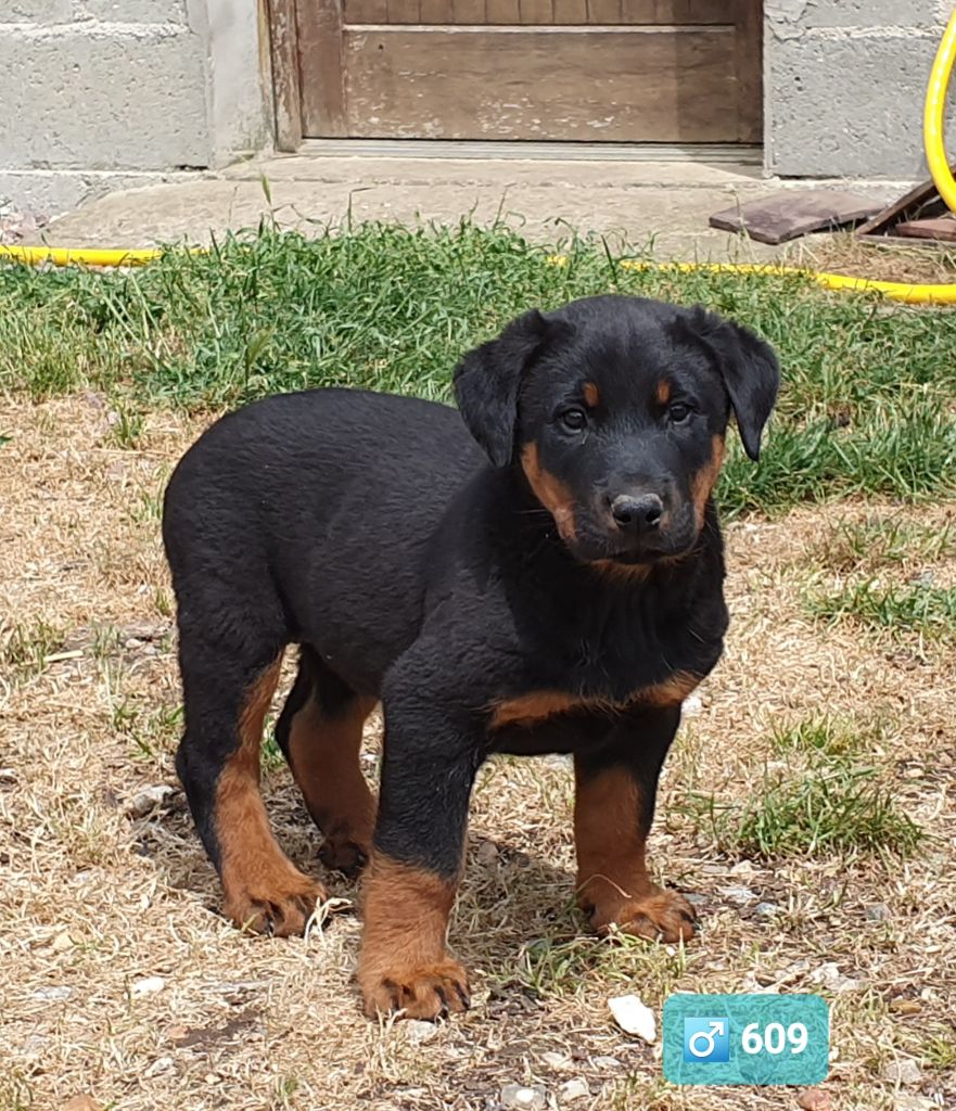 des Feuilleuses - Chiots disponibles - Berger de Beauce