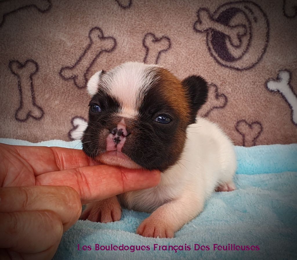 des Feuilleuses - Chiots disponibles - Bouledogue français