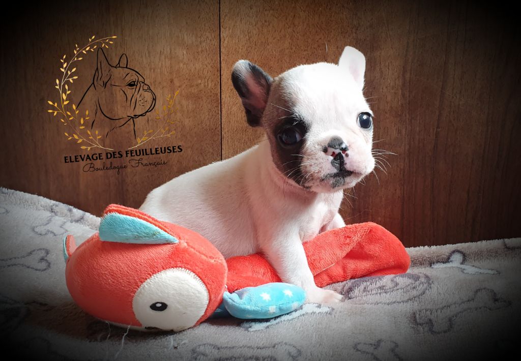 des Feuilleuses - Chiots disponibles - Bouledogue français