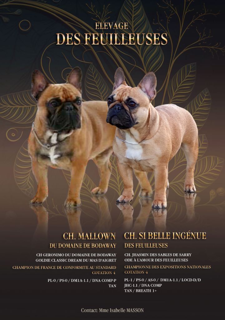 Chiot Bouledogue français des Feuilleuses