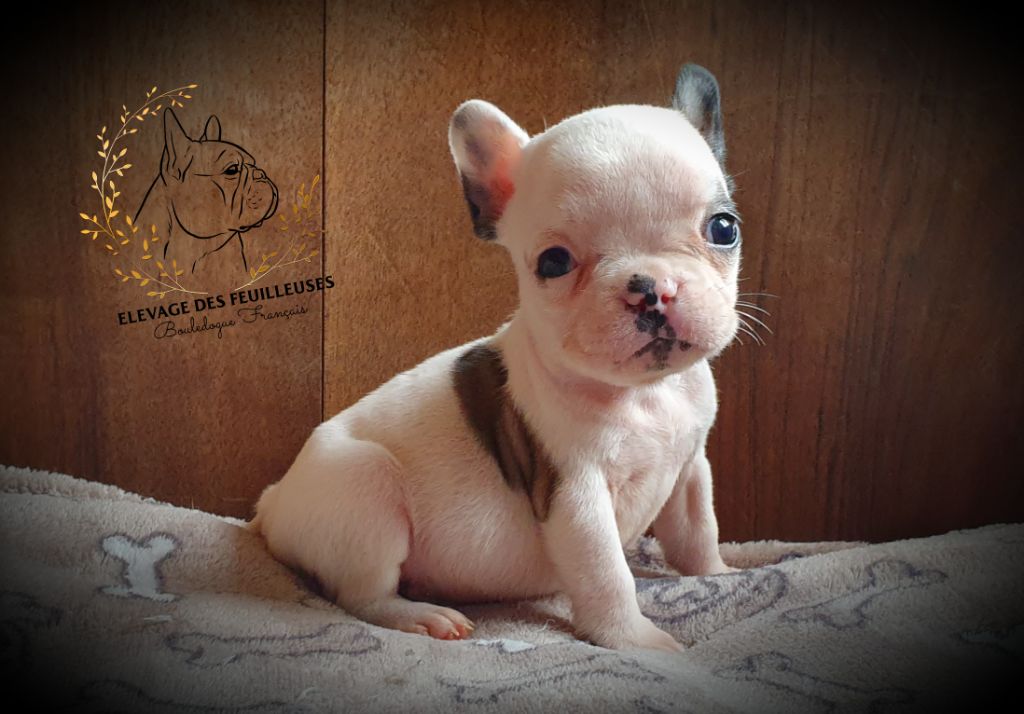 des Feuilleuses - Chiots disponibles - Bouledogue français