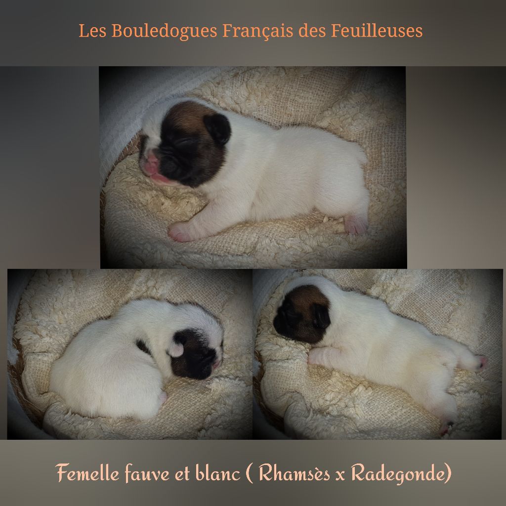 des Feuilleuses - Chiots disponibles - Bouledogue français