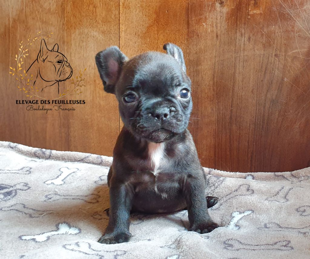 des Feuilleuses - Chiots disponibles - Bouledogue français