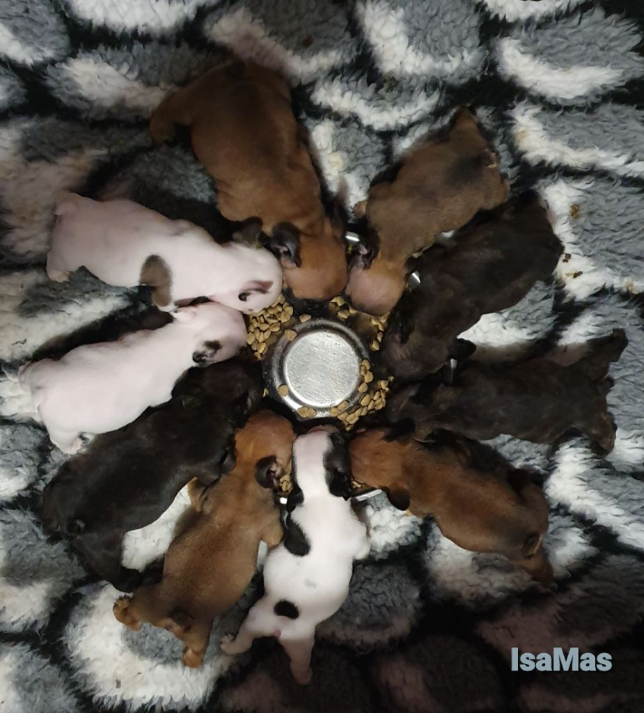 Chiot Bouledogue français des Feuilleuses