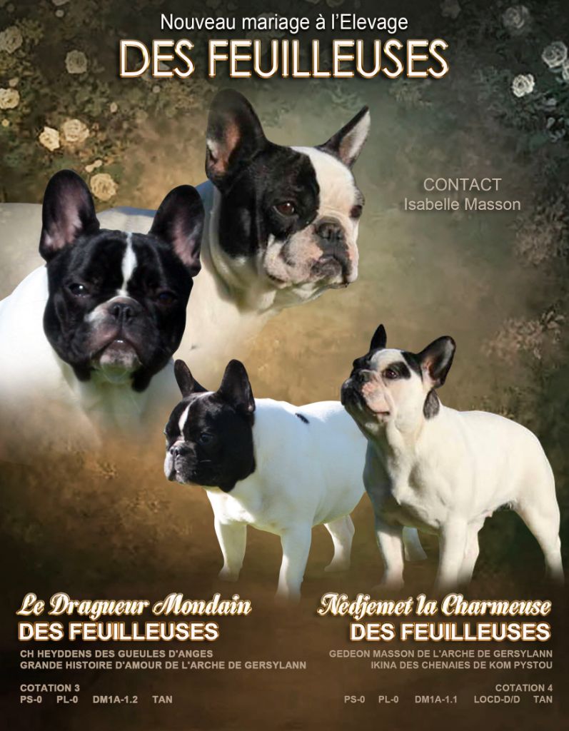 Chiot Bouledogue français des Feuilleuses