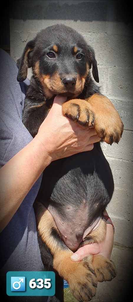 des Feuilleuses - Chiots disponibles - Berger de Beauce