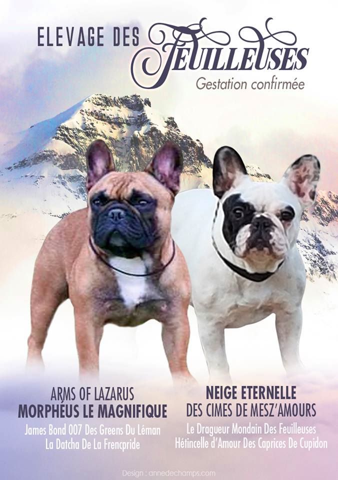Chiot Bouledogue français des Feuilleuses