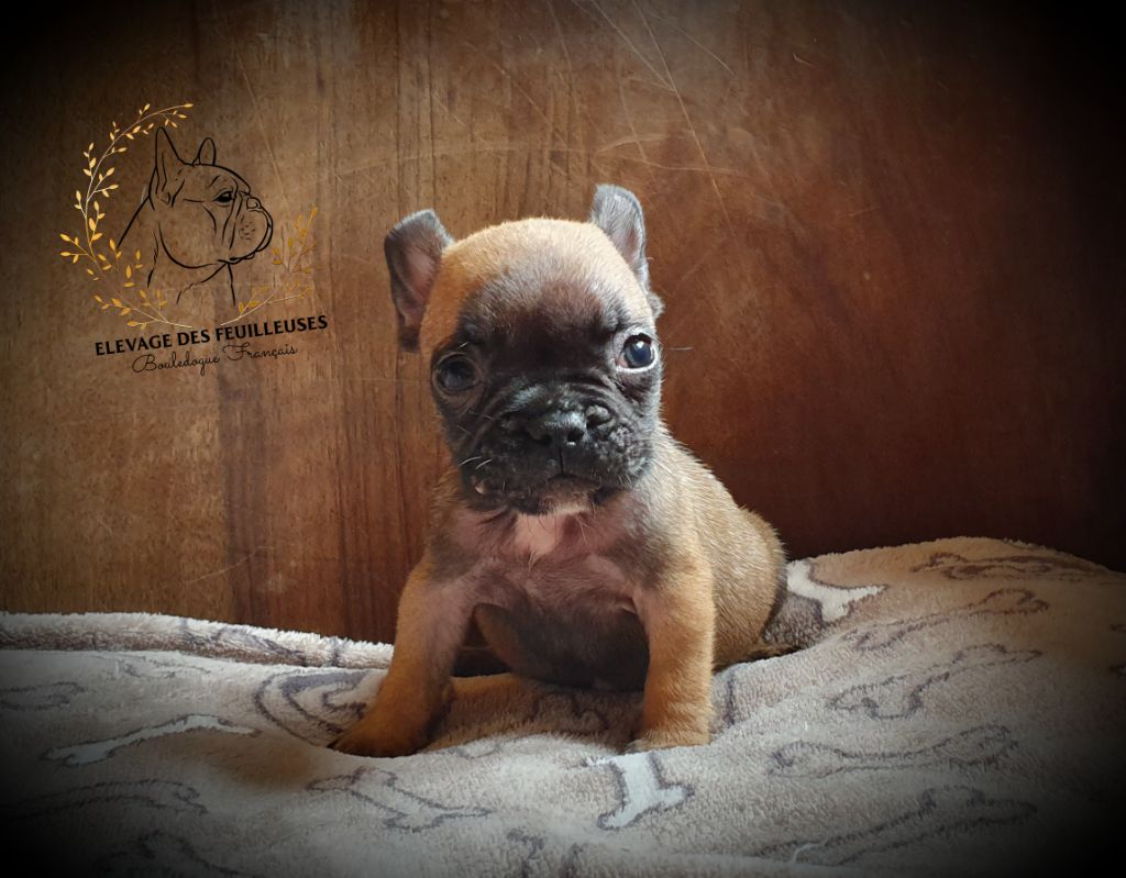 des Feuilleuses - Chiots disponibles - Bouledogue français
