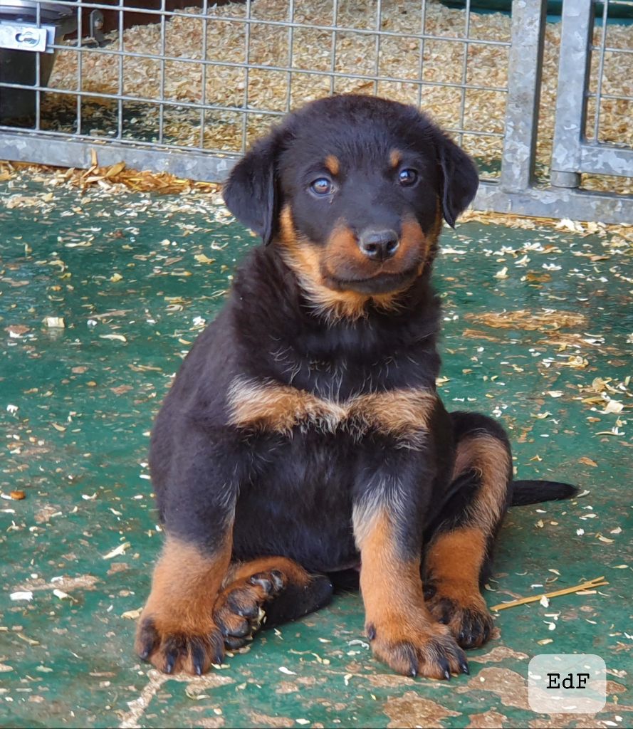 des Feuilleuses - Chiots disponibles - Berger de Beauce
