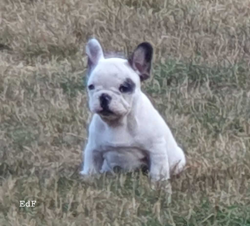 des Feuilleuses - Chiots disponibles - Bouledogue français