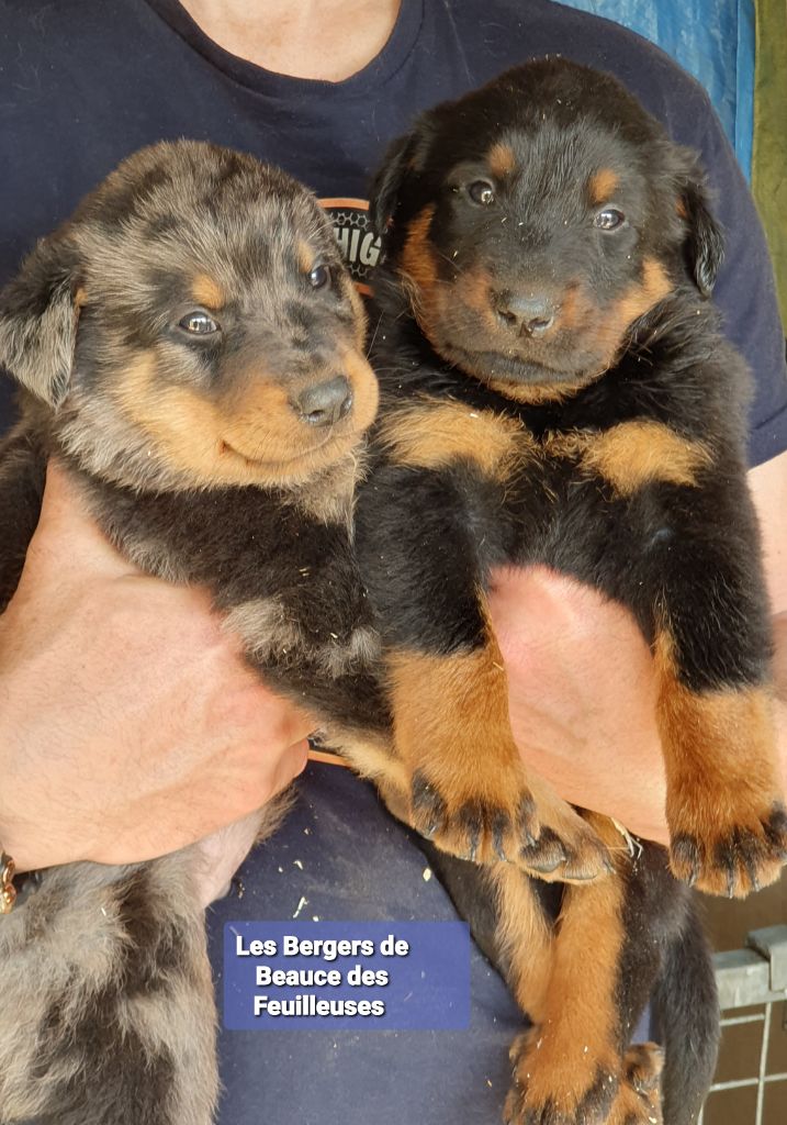 des Feuilleuses - Chiots disponibles - Berger de Beauce