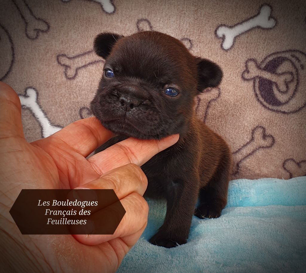 des Feuilleuses - Chiots disponibles - Bouledogue français