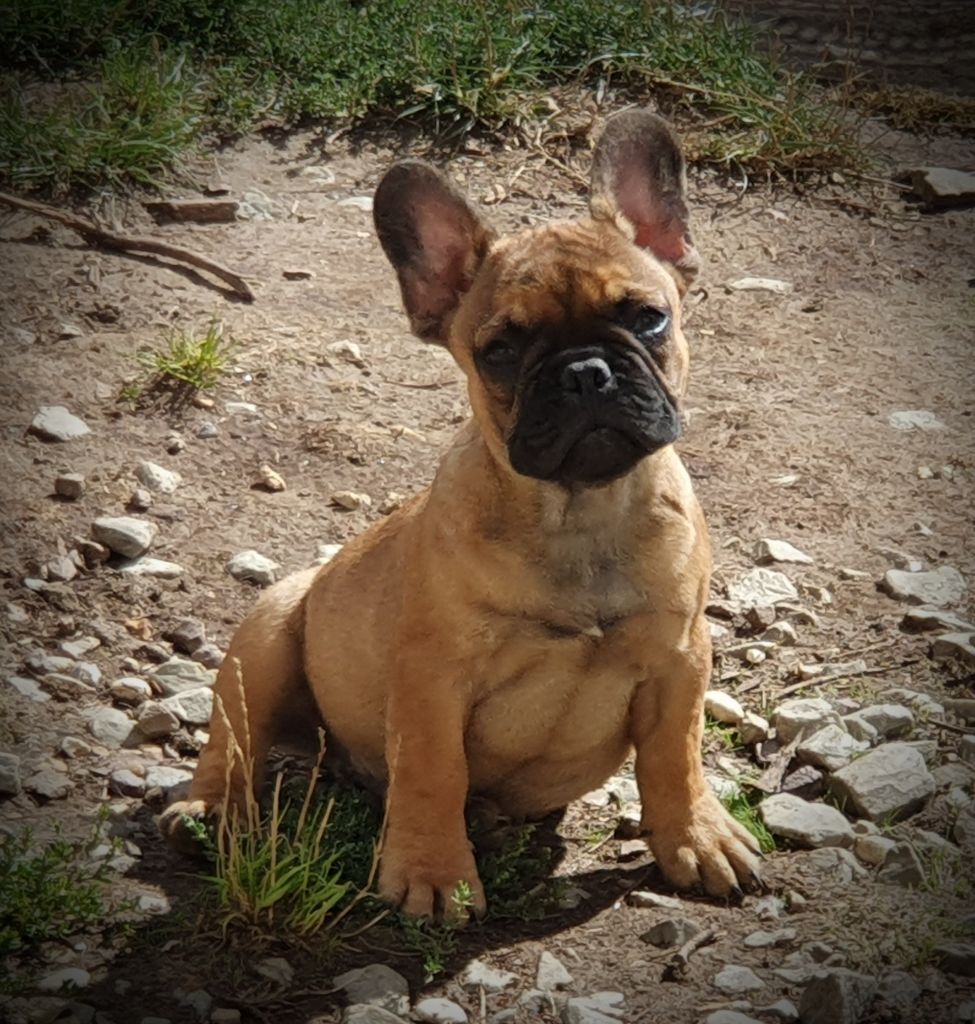 des Feuilleuses - Chiots disponibles - Bouledogue français