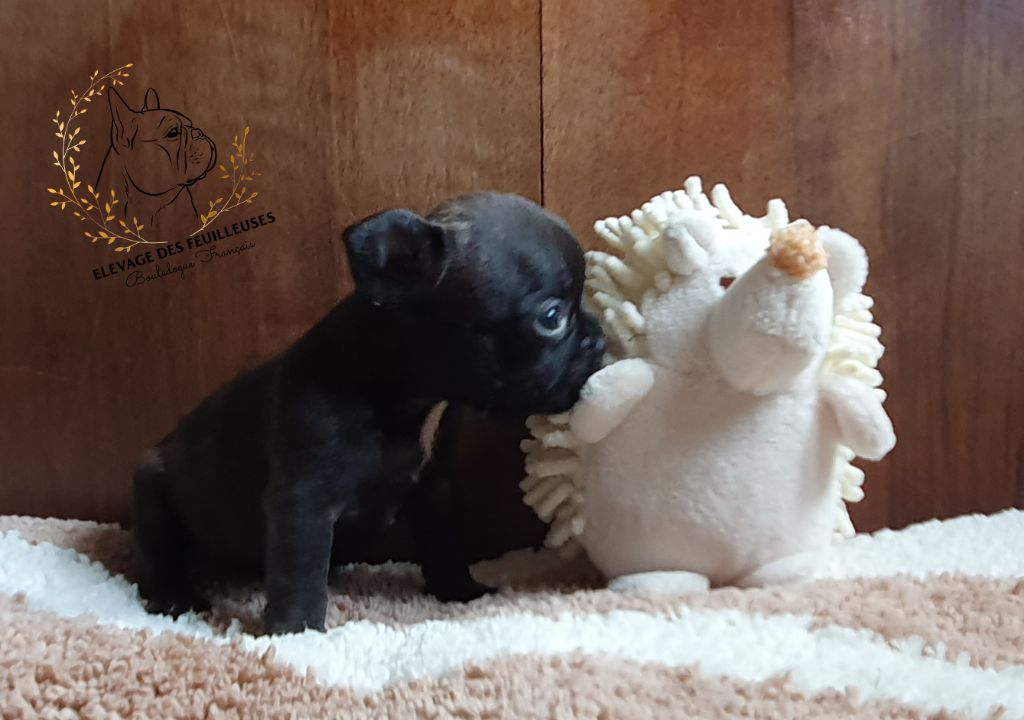 des Feuilleuses - Chiots disponibles - Bouledogue français