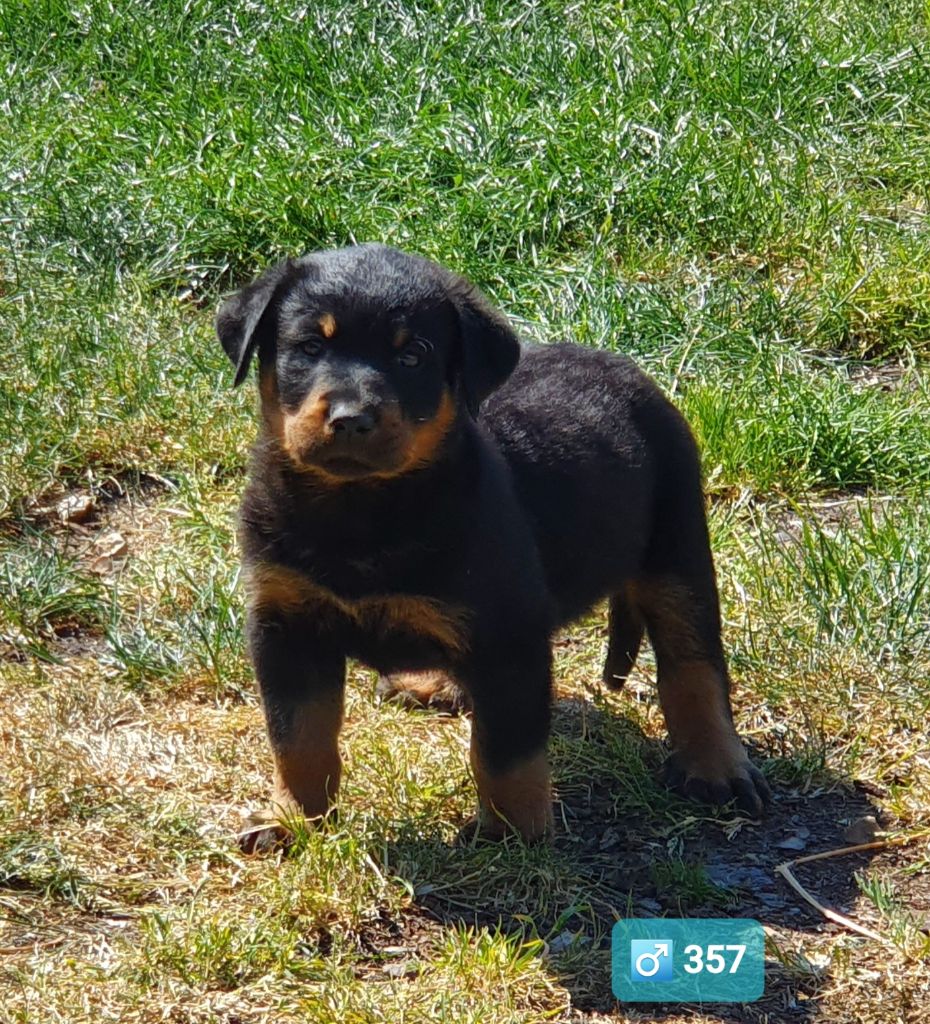 des Feuilleuses - Chiots disponibles - Berger de Beauce
