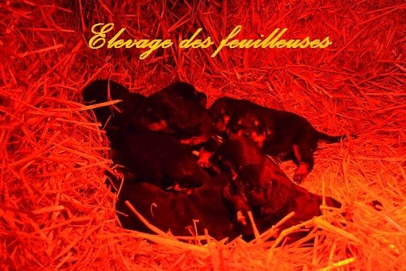 Chiot Berger de Beauce des Feuilleuses