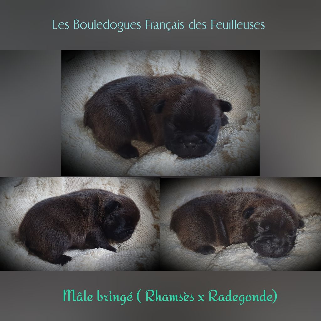 des Feuilleuses - Chiots disponibles - Bouledogue français